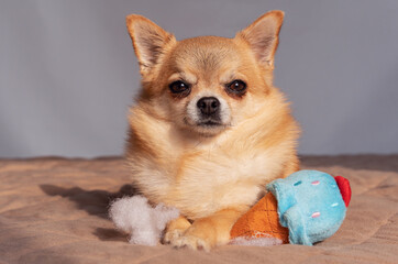 A photo of a chihuahua with a soft toy for dogs, from which the synthetic filler fell out. Dangerous pet supplies.