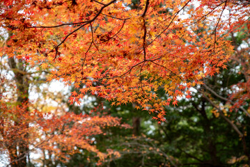 水沢もみじ谷紅葉