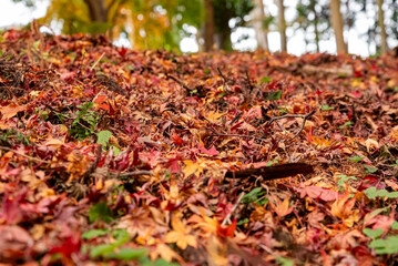 水沢もみじ谷紅葉