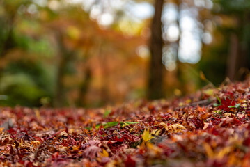 水沢もみじ谷紅葉