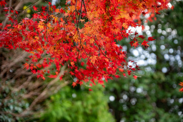 水沢もみじ谷紅葉