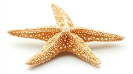 Starfish isolated on white