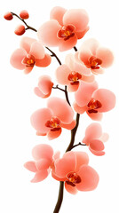 Peach orchid branch, blossoms close-up, white background, floral design element