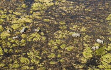 African Elephants (Loxodonta africana), breeding herd, feeding and drinking in a freshwater marsh, aerial view, Okavango Delta, Botswana, Africa