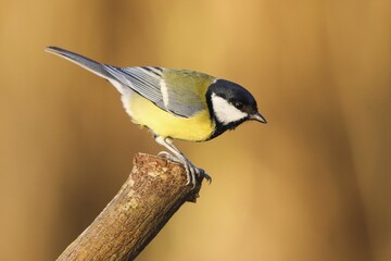 Great Tit (Parus major) on branch, Hesse, Germany, Europe