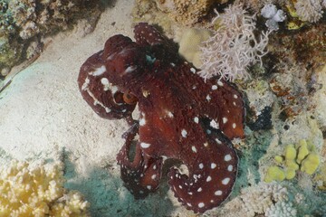 Great Blue Octopus (Octopus cyaneus), Dive Site House Reef Mangrove Bay, El Quesir, Egypt, Red Sea, Africa