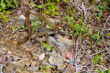 halbwüchstige Gelbgrüne Zornnatter // Green (western ) whip snake (Hierophis viridiflavus) - Sardinien, Italien