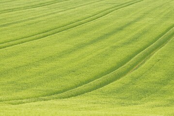 View over a grain field, barley (Hordeum vulgare), tractor tracks, North Rhine-Westphalia, Germany, Europe