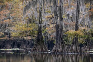 Bald cypresses (Taxodium distichum) with Spanish moss (Tillandsia usneoides) in autumn, Atchafalaya Basin, Louisiana, USA, North America