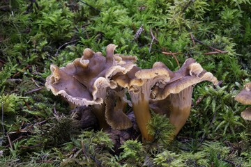 Yellowfoots (Craterellus tubaeformis) in moss, Baden-Württemberg, Germany, Europe