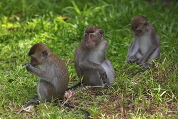 Crab-eating macaques (Macaca fascicularis), young in the grass, Bako National Park, Sarawak, Borneo, Malaysia, Asia