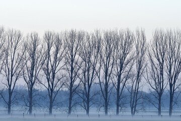 Row of trees in fog, bare trees, Lower Rhine, North Rhine-Westphalia, Germany, Europe