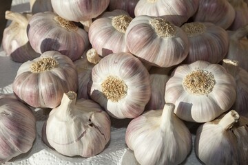 Garlic bulbs, Germany, Europe