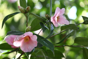 厳冬に凛と咲く