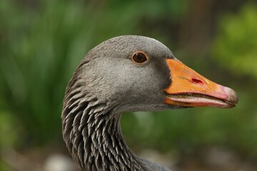 Greylag Goose (Anser anser) portrait, Schleswig-Holstein, Germany, Europe