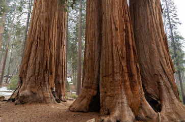 Giant Sequioa Trees in Sequioa National Park, California. 