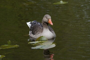 Greylag Goose (Anser anser) floating on water, Schleswig-Holstein, Germany, Europe