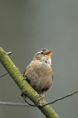 Wren (Troglodytes troglodytes)