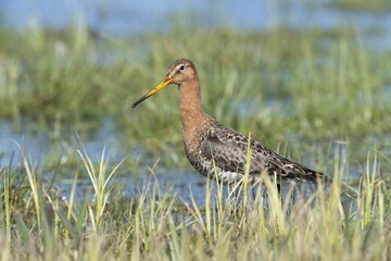 Black-tailed godwit (Limosa limosa) in wetland, Dümmer Lake, Diepholz district, Lower Saxony, Germany, Europe
