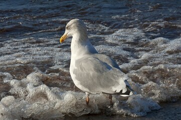 Herring Gull (Larus argentatus) in shallow water on the beach, Baltic Sea, Mecklenburg-Western Pomerania, Germany, Europe