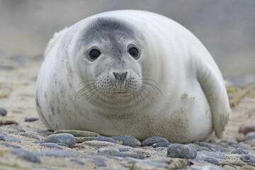 Grey seal (Halichoerus grypus), pup, Heligoland, Schleswig-Holstein, Germany, Europe © Erhard Nerger/imageBROKER