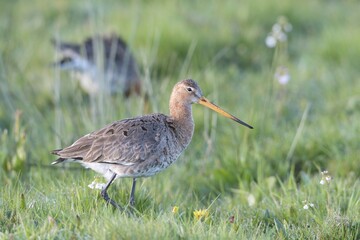Black-tailed godwit (Limosa limosa), Emsland, Lower Saxony, Germany, Europe
