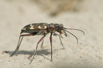 Cicindela sylvicola (Cicindela sylvicola), Province of Drenthe, Netherlands