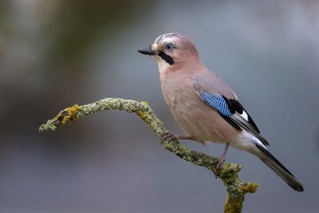 Eurasian jay (Garrulus glandarius) sits on a branch, Middle Elbe Biosphere Reserve, Saxony-Anhalt, Germany, Europe