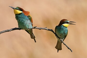 Two European bee-eaters (Merops apiaster), animal pair sitting on branch, Rhineland-Palatinate, Germany, Europe