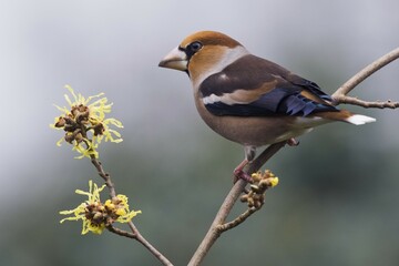 Hawfinch (Coccothraustes coccothraustes), sitting on a branch of the Witch-hazel, Emsland, Lower Saxony, Germany, Europe