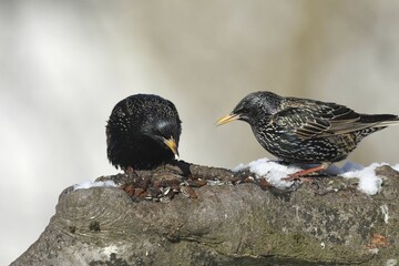 Starlings (Sturnus vulgaris) perched at a feeding station in the snow, Bavaria, Germany, Europe