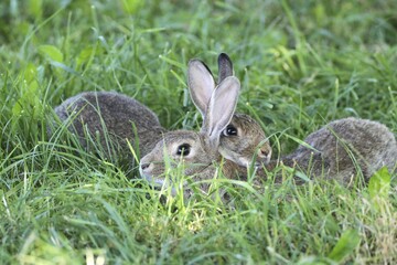 Common Rabbits (Oryctolagus cuniculus), lying in the grass, Lower Austria, Austria, Europe
