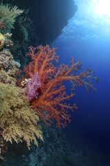 Hemprich's tree coral (Dendronephthya hemprichi) in the backlight, St. Johns Reef dive site, Red Sea, Egypt, Africa © Rolf von Riedmatten/imageBROKER