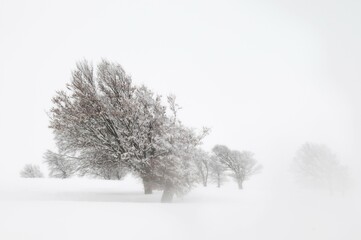 European Beech (Fagus sylvatica) in fog in winter, Schauinsland, Black Forest, Baden-Wuerttemberg,...