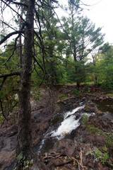 stream in the forest