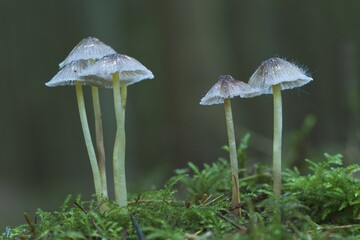 Mycena (Mycena sp.), Emsland, Lower Saxony, Germany, Europe