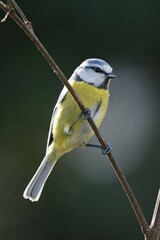 Blue Tit (Parus caerulea) sitting on branch, Lower Saxony, Germany, Europe
