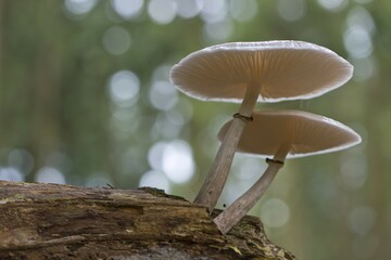 Ringed book mucus Rübling (Oudemansiella mucida) on deadwood, Emsland, Lower Saxony, Germany, Europe