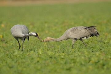 Cranes (Grus grus) resting in the Diepholzer Moorniederung nature reserve, Lower Saxony, Germany,...