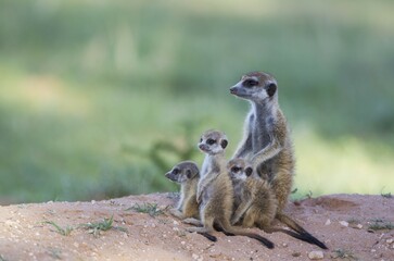 Fototapeta premium Suricates (Suricata suricatta), female with three playful young in the evening at their burrow, during the rainy season in green surroundings, Kalahari Desert, Kgalagadi Transfrontier Park, South Africa, Africa