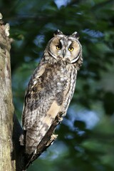 Long-eared owl (Asio otus) sitting on branch, Bavaria, Germany, Europe