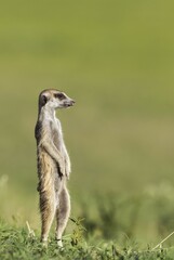 Suricate or meerkat (Suricata suricatta), guard on the lookout, rainy season with green surroundings, Kalahari Desert, Kgalagadi Transfrontier Park, South Africa, Africa