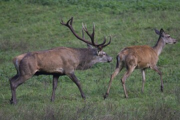Red deer (Cervus elaphus), rutting behavior, Arnsberg Forest, North Rhine-Westphalia, Germany, Europe
