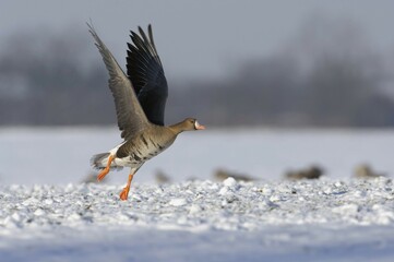 Greater white-fronted goose (Anser albifrons) starting in a meadow with snow, North Rhine-Westphalia, Germany, Europe