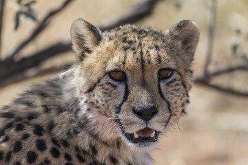 Cheetah (Acinonyx jubatus), portrait, Kalahari Desert, Namibia, Africa