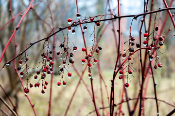 Rain drops are picturesquely hanging on the branches of the bush in late autumn. Black berries on brightly red branches and withered red-brown leaves on bushes. 