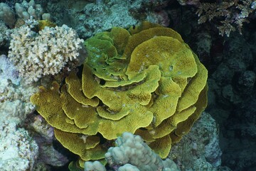 Yellow scroll coral (Turbinaria reniformis), Dive site House Reef, Mangrove Bay, El Quesir, Egypt, Red Sea, Africa