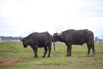 Sexual instinct in animals. Cattle animals sniffing each other. Buffaloes before mating. Farm life...