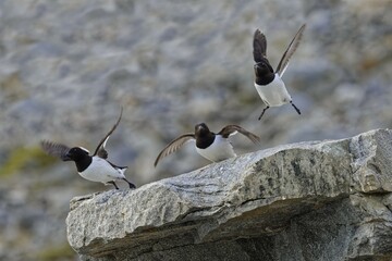 Group of Thick-billed Murres (Uria lomvia) flying from rocks, Hinlopen Strait, Spitsbergen Island,...