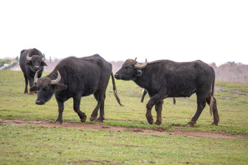 Cattle animals sniffing each other. Buffaloes before mating. Farm life idea concept. Sexual...